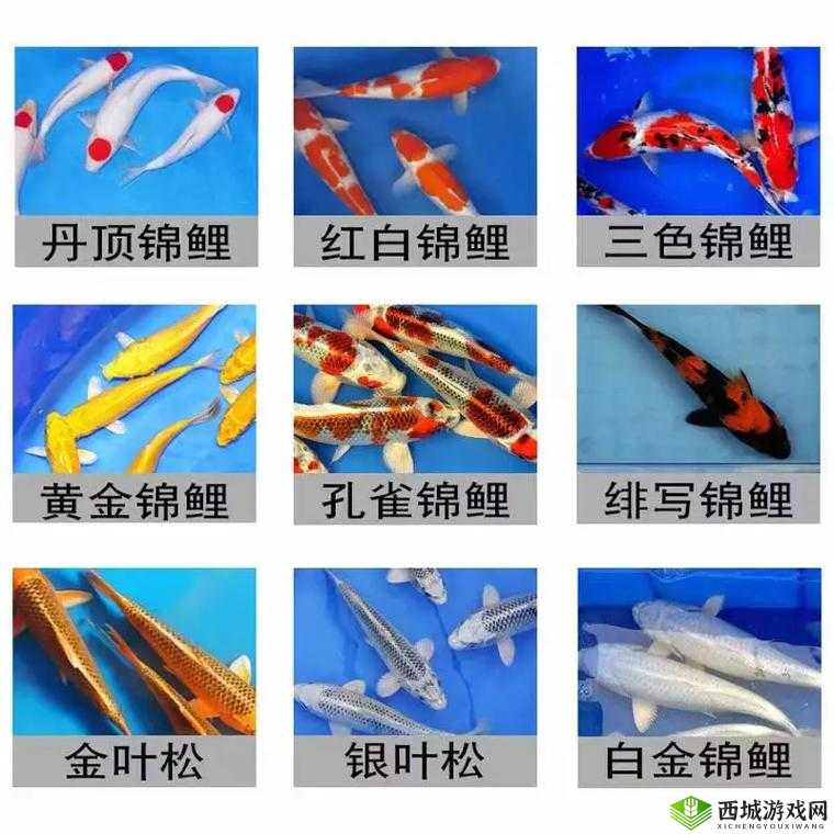 锦鲤吸水与夹什么区别：二者有何不同