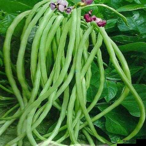 美食大赏：草莓丝瓜秋葵向日葵榴莲苹果大全