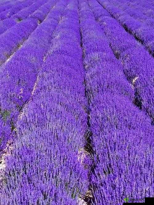 薰衣草实验室研究所:探索芬芳奥秘的前沿阵地