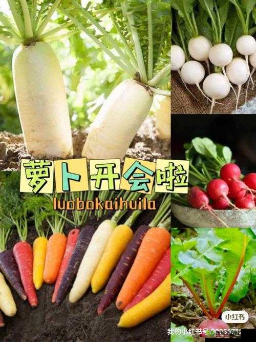 拔萝卜痛又降黄 9.1 发出声音:背后的故事