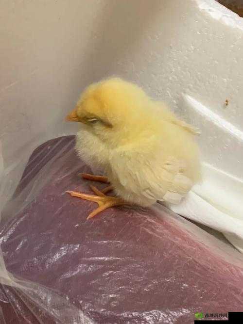 我里小鸡硬邦邦：探讨背后的含义和影响