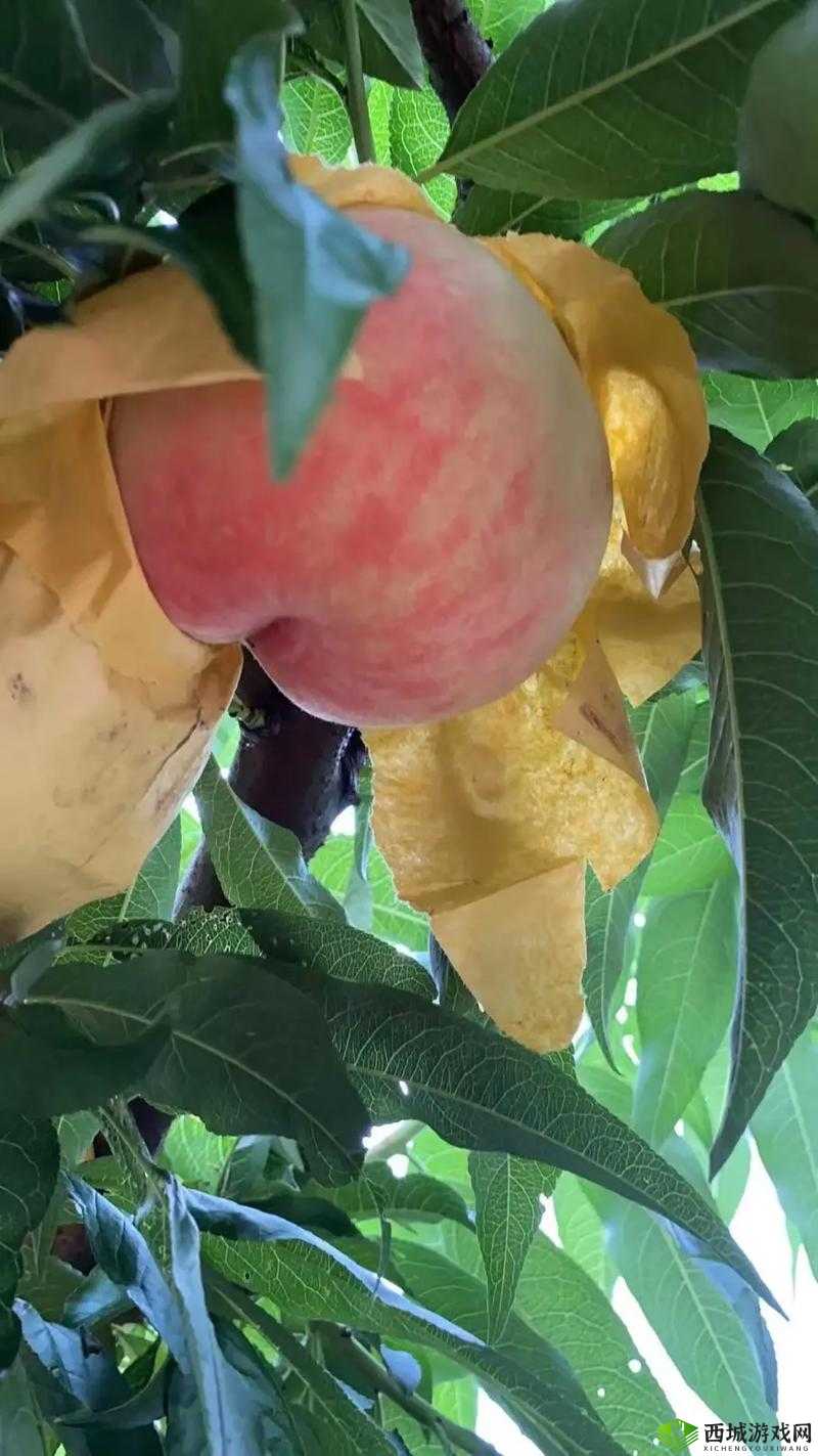 水蜜桃 12promax 时尚新宠来袭