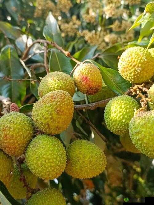 绿巨人樱桃荔枝青青草的功效：神奇植物组合的独特作用