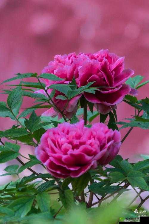 国色天香综合征：探索其神秘面纱