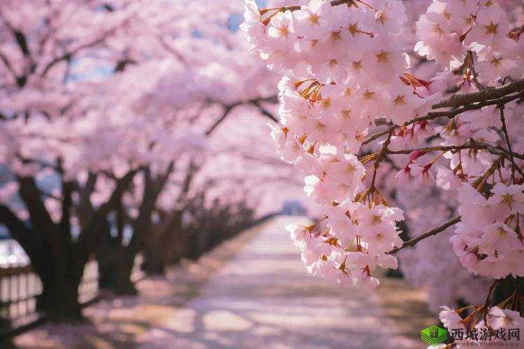 粉色水蜜桃和日本樱花区别：外观与文化内涵差异