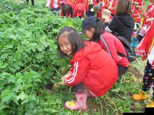 拔萝卜痛降黄 9.1:独特体验等你来