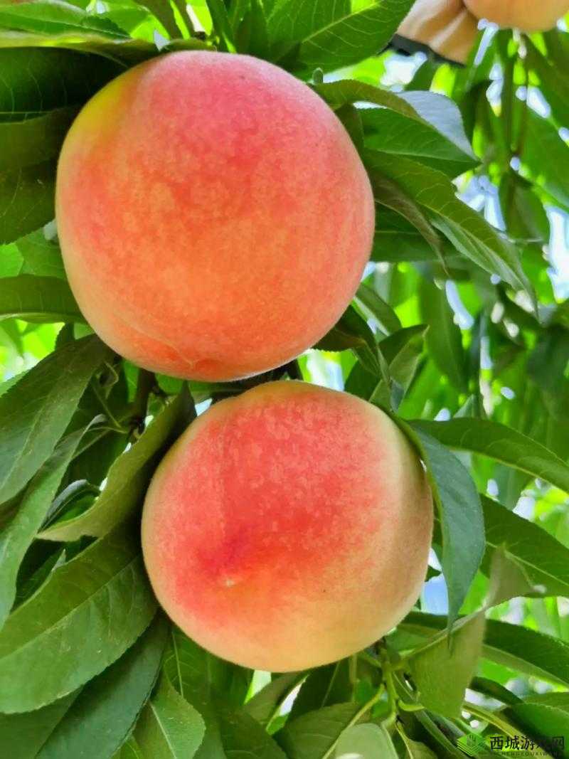 X7X7X7X7 任意噪水蜜桃：甜美多汁的水果