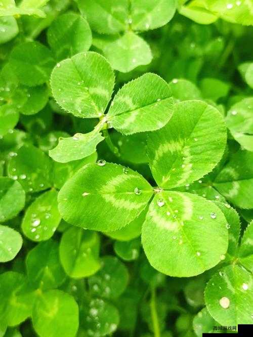gx3823 三叶草的独特魅力