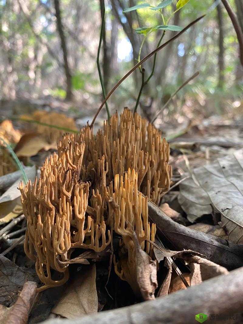 17c 爆料独家揭秘蘑菇：震惊蘑菇背后的惊人秘密