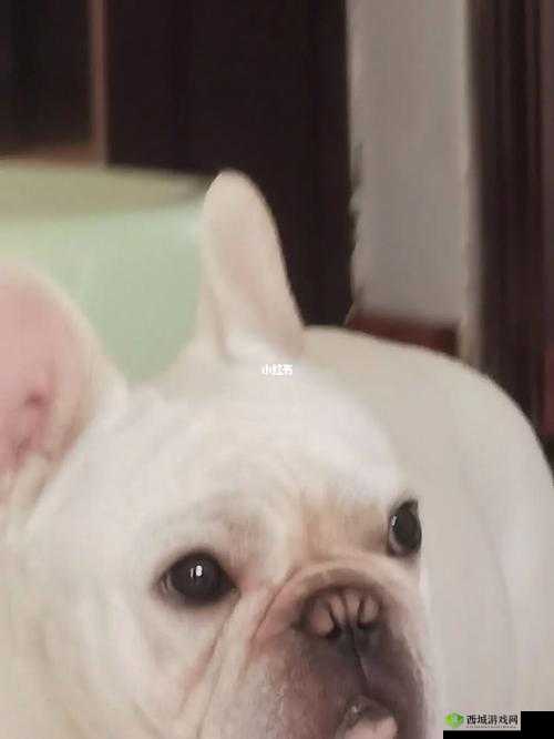 一嘟噜一嘟噜观看无下限：这是什么行为