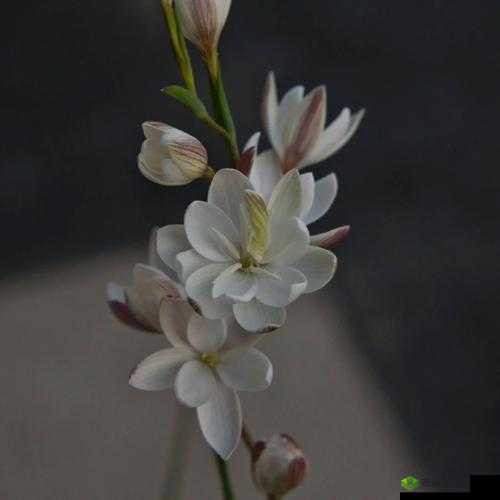 女性半夜莲花开放的治疗：神秘而有效的自然疗法