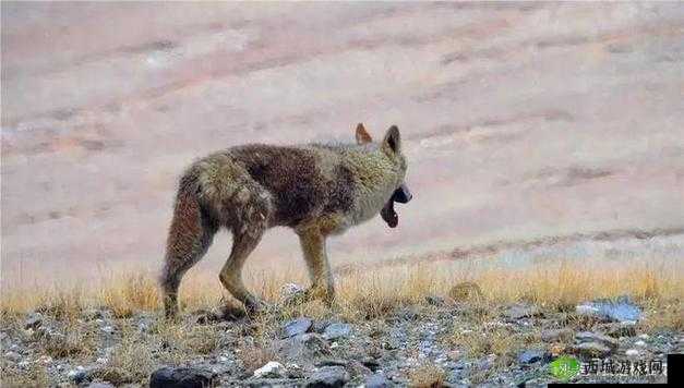 老狼在无人区的表现:绝境求生