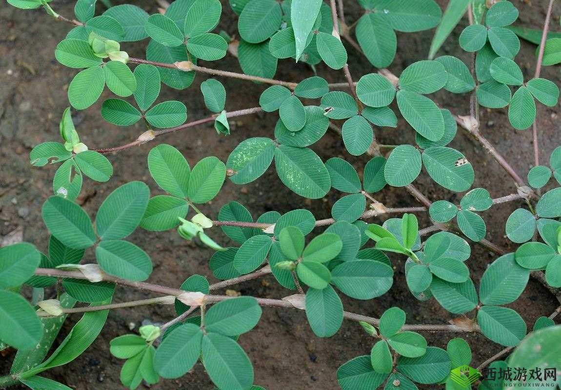 嫩叶草 M 码与欧洲码区别解析