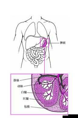 为什么一字马时唇瓣是打开的:一种正常的身体现象