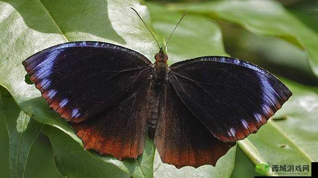 女生蝴蝶比罕见吗：其独特性引发探讨