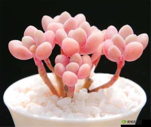 皇家共享小公主多肉：萌态万千惹人爱