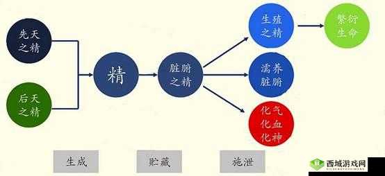 精二和精三的区别：深入剖析与要点归纳