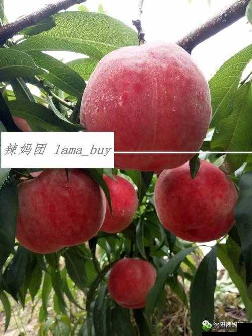 无人一区二区区别是什么红桃内幕揭秘:深度剖析