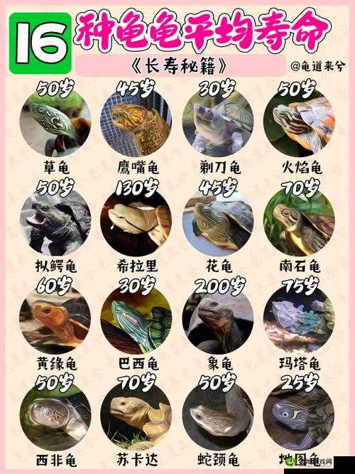 醉西游宠物获取秘籍与培养攻略全知晓