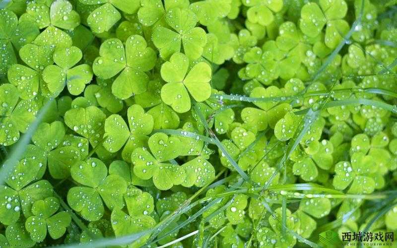 三叶草m 欧洲码:天堂的神秘象征