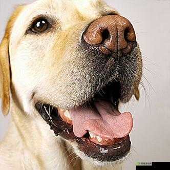 一边伸舌头一边快速喘气:这是啥表情