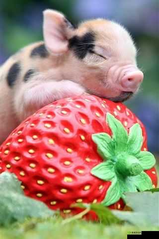 最新草莓小猪视频幸福宝爱威奶：激情演绎小猪成长之路