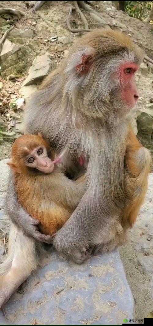 大猴子一直抱着小猴子- 温馨的亲情