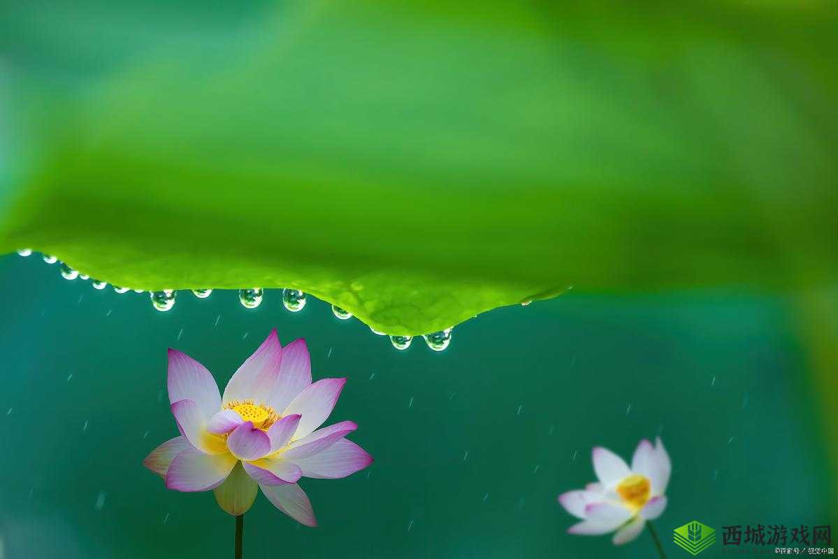 老人船上弄雨荷好吗：一段独特的经历