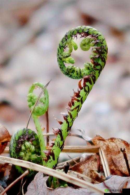 17c 草:神奇植物的独特魅力