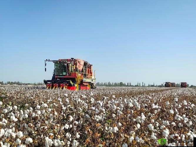 中国新疆:棉花之美 世界共享