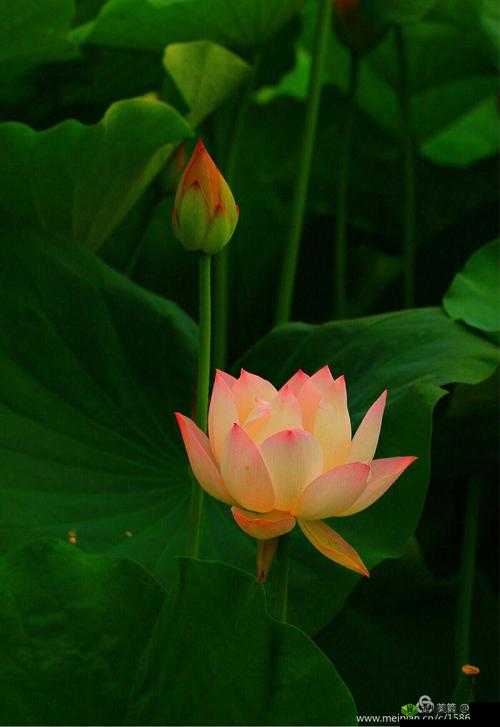 女性半夜莲花开放会自愈吗：探秘身体的奇妙变化