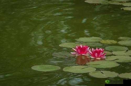 两瓣红莲今夜开一池碧水盼君浴：诗意邀约