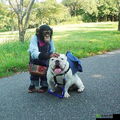 人狗大战 JAVA 代码：一场人与狗的奇妙冒险