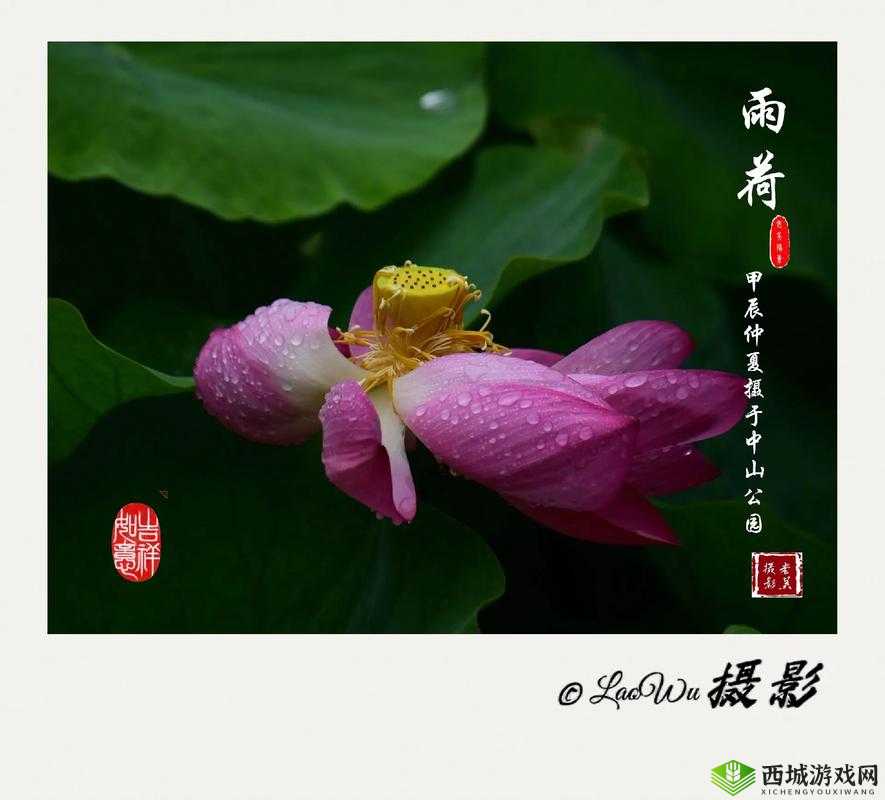 老人船上弄雨荷第十二集跚钢：雨中的荷花别样美