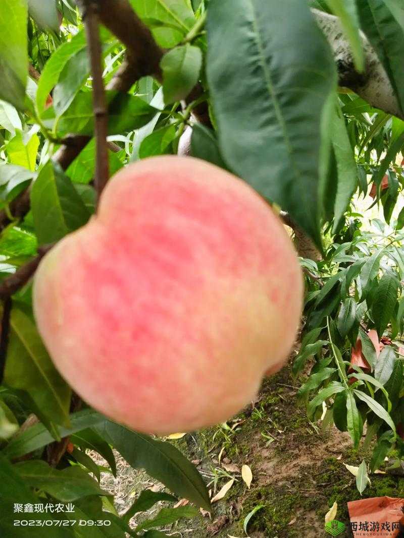 巨无霸水蜜桃 4399：甜蜜诱惑来袭