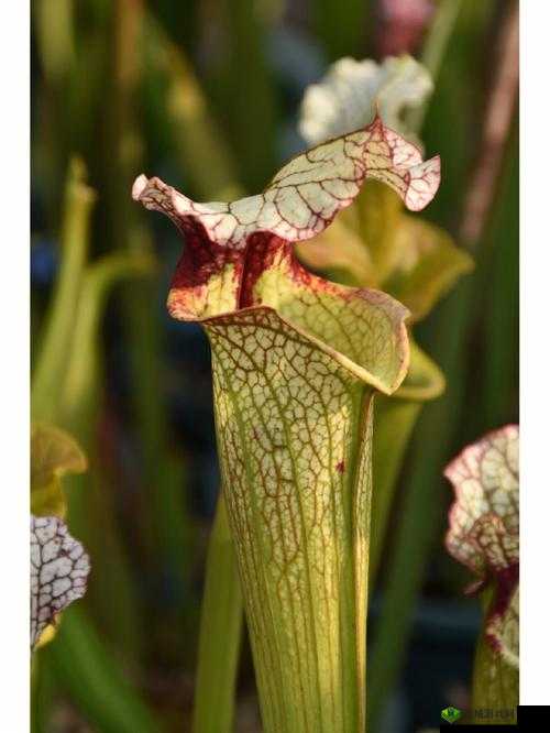 17c 草:独特的植物品种