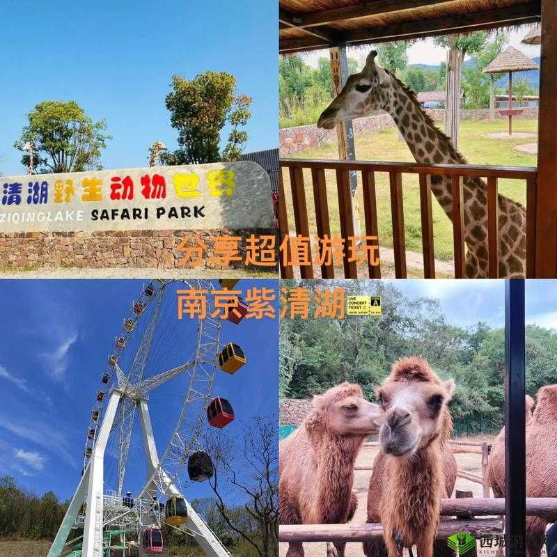 最囧游戏第59关攻略：揭秘动物点击顺序，轻松通关秘籍揭秘