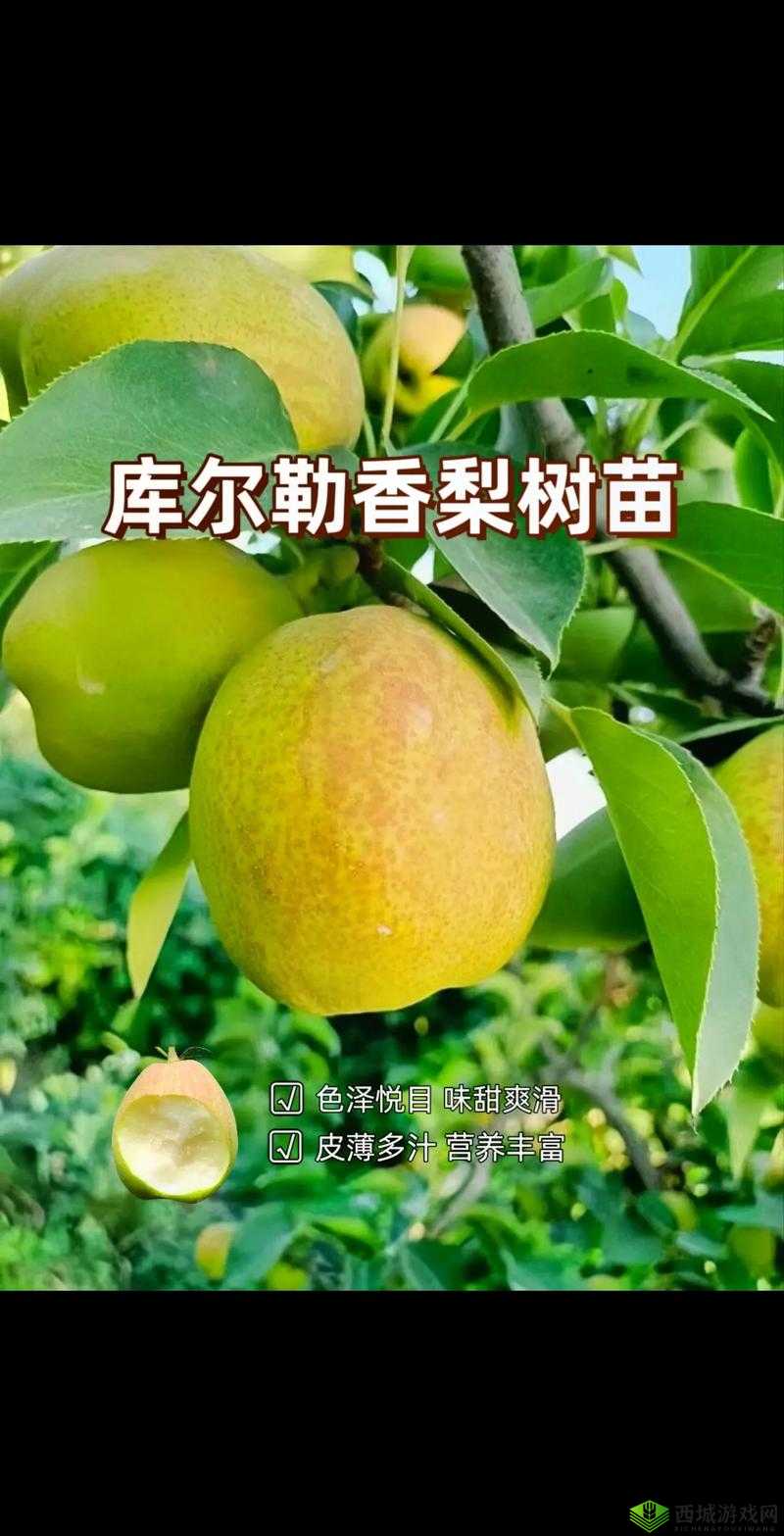 哪种梨有梨中皇后之称：库尔勒香梨