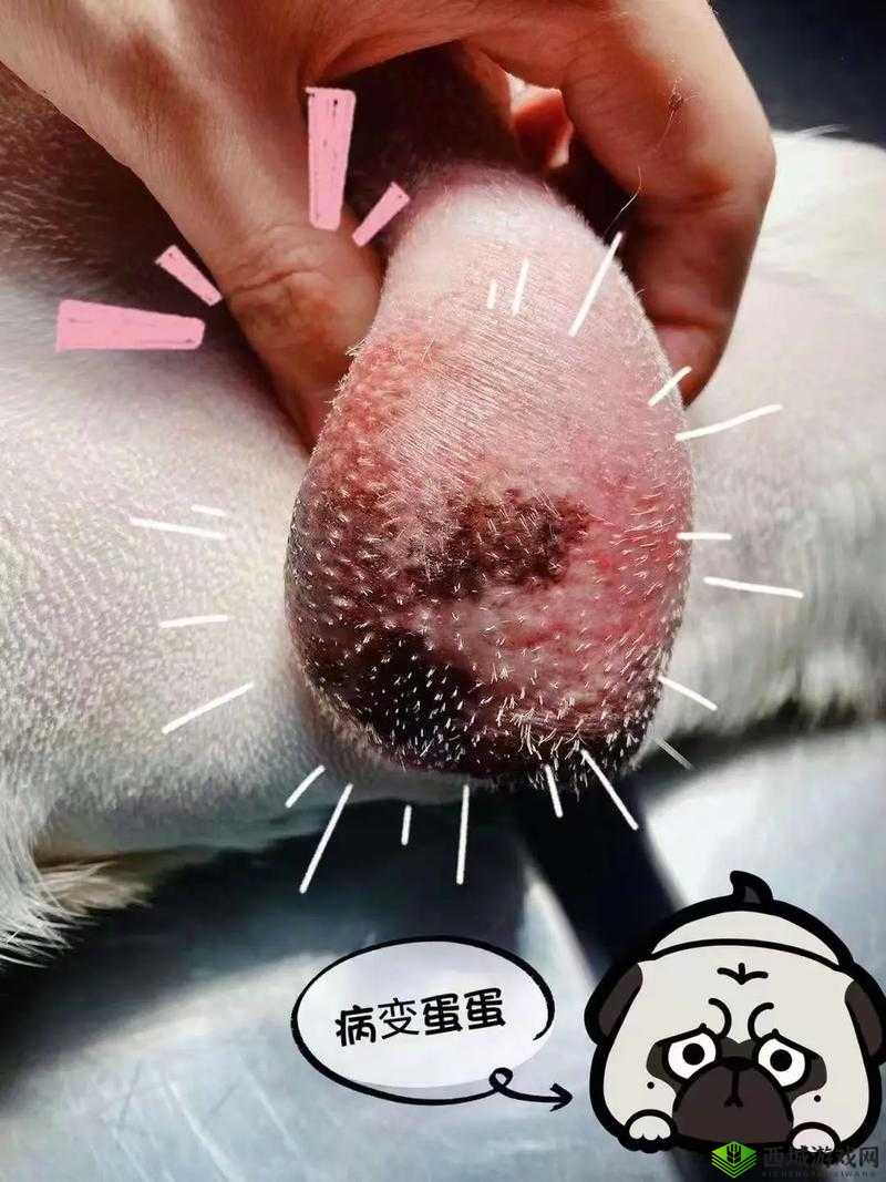 蛋蛋立了长什么样子呢：探寻其模样