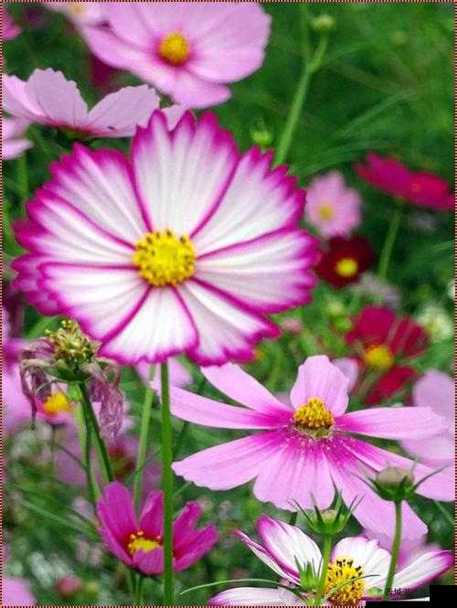 老公生日 3q 花落归途:愿一切美好相伴