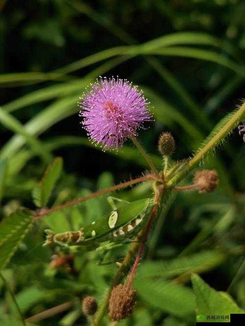 含羞草 m 码和欧洲码的区别是什么之解析