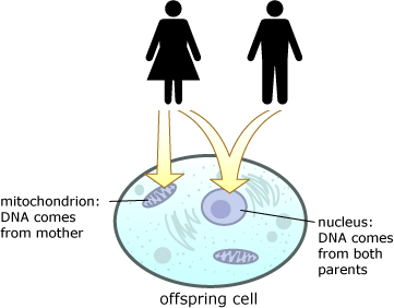 母亲 DNA 和儿子 DNA 一样不:科学揭秘