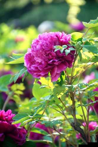 精品成品国色天香：极致之美