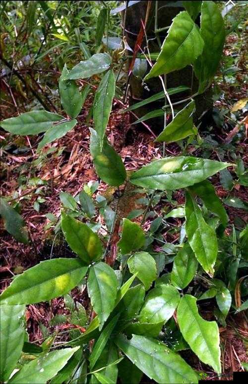 三叶草 gy3543：独特的存在