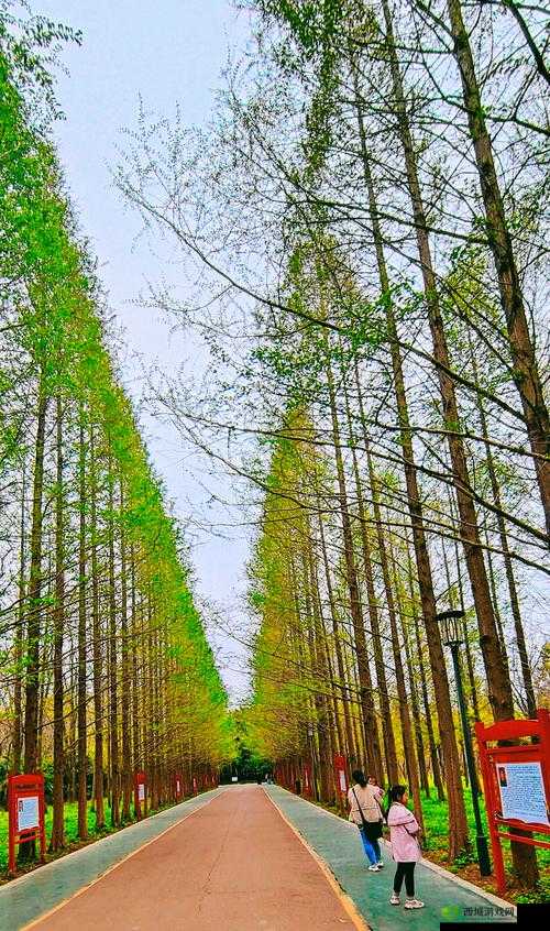 伊春园 2024 入口直达大象：神奇通道