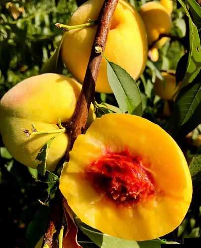 9612 黄桃亚洲品质在线观看:精彩不容错过