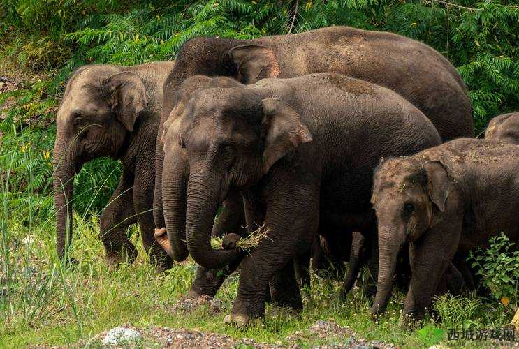 云南省:亚洲象的家园