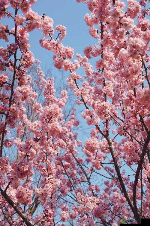 樱花官网官方进入：开启缤纷之旅