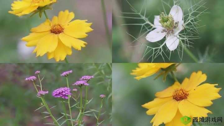 野花直播视频免费高清，使用简单：畅享视觉盛宴