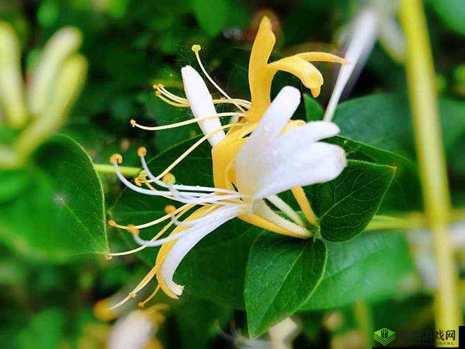 极致沉迷 TXL 金银花：探索性与美的极致